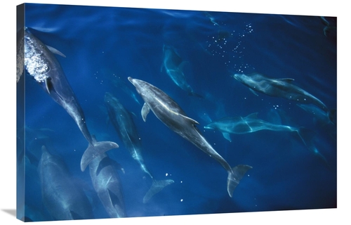 Global Gallery GCS-450720-2436-142 24 x 36 in. Bottlenose Dolphin Pod&