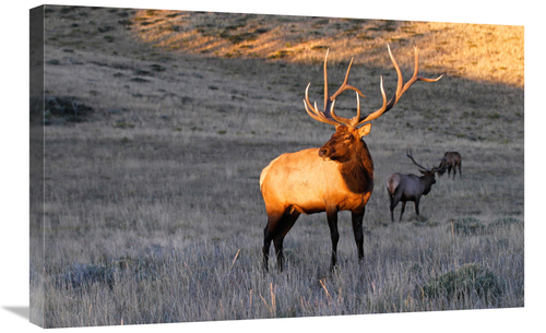 Global Gallery GCS-486541-30-142 30 in. Elk at First Light Art Print -
