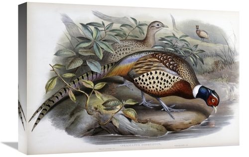 22 in. Chinese Ring-Necked Pheasant Art Print - John Gould