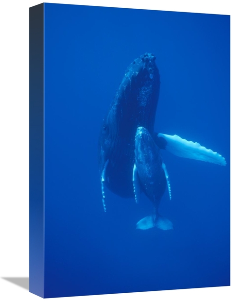 Global Gallery GCS-450788-1218-142 12 x 18 in. Humpback Whale Cow & Ca