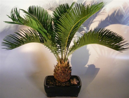 Sago Palm Bonsai Tree(cycas revoluta)