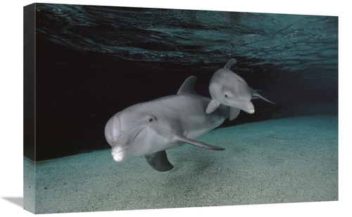 Global Gallery GCS-450946-1624-142 16 x 24 in. Bottlenose Dolphin Moth