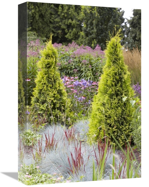 Global Gallery GCS-398334-1218-142 12 x 18 in. Northern White Cedar Ar