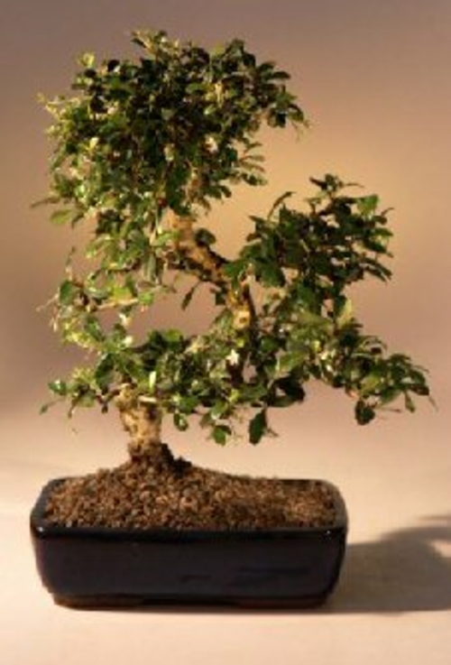 Fukien Tea Flowering Bonsai Tree  - Extra LargeCurved Trunk