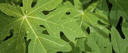 Panoramic Images PPI144094L Raindrops on papaya tree leaves  La Digue 