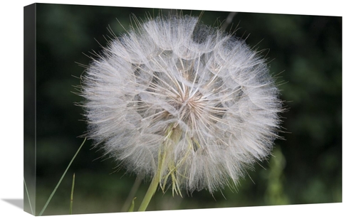 Global Gallery GCS-395453-1624-142 16 x 24 in. Dandelion Seed Head&#44