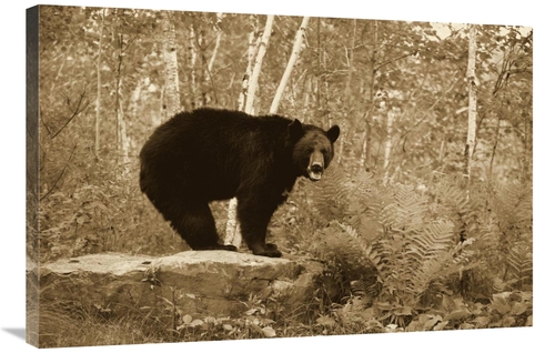 Global Gallery GCS-398187-2436-142 24 x 36 in. Black Bear Adult, S