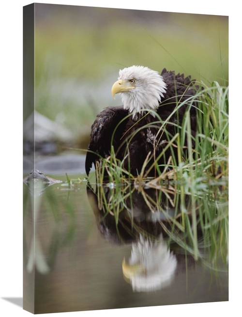 Global Gallery GCS-396645-1624-142 16 x 24 in. Bald Eagle with Reflect