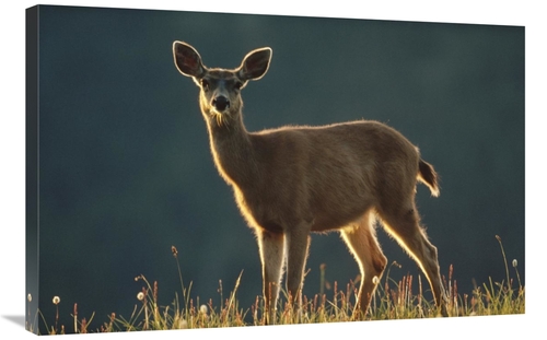 Global Gallery GCS-396260-2436-142 24 x 36 in. Mule Deer Portrait in A