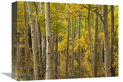 Global Gallery GCS-396871-1216-142 12 x 16 in. Aspen Trees in Autumn&#