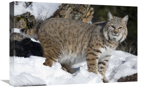 Global Gallery GCS-395397-1624-142 16 x 24 in. Bobcat in the Snow,