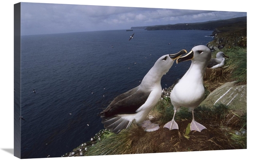 Global Gallery GCS-451815-2030-142 20 x 30 in. Grey-Headed Albatrosses