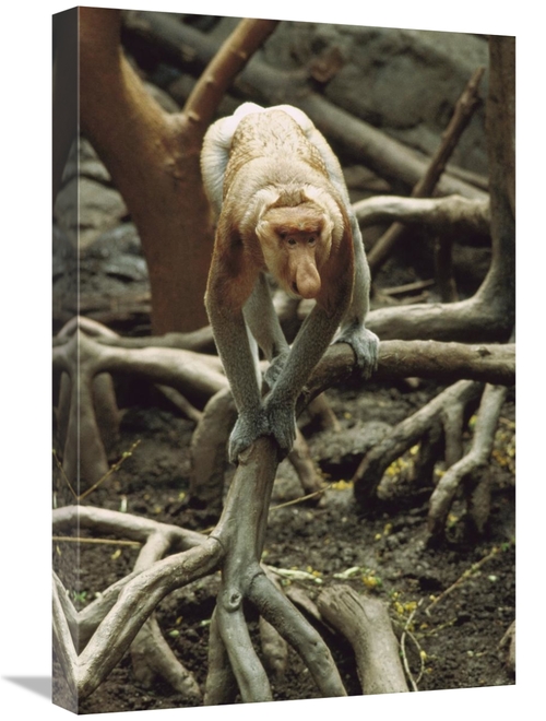 Global Gallery GCS-452798-1624-142 16 x 24 in. Proboscis Monkey Walkin