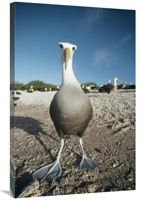 Global Gallery GCS-451078-2436-142 24 x 36 in. Waved Albatross, Ho