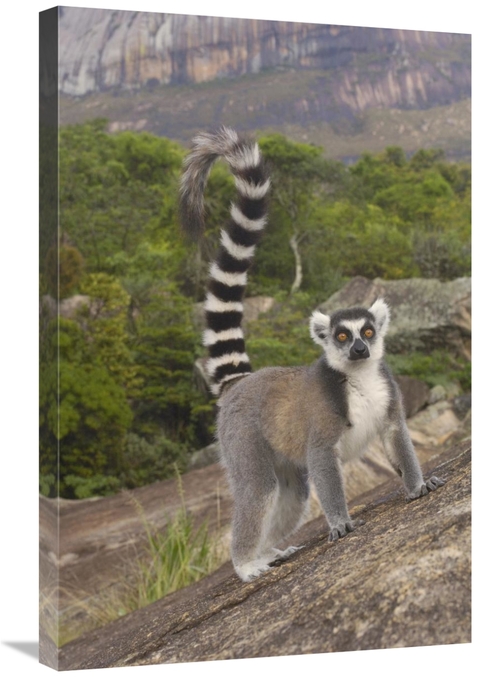 Global Gallery GCS-453258-2030-142 20 x 30 in. Ring-Tailed Lemur Portr