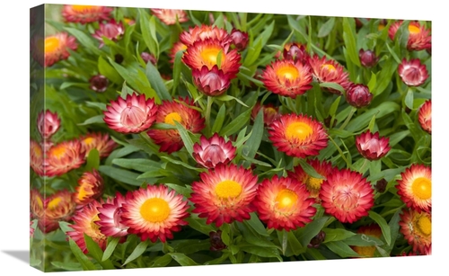 Global Gallery GCS-398356-1624-142 16 x 24 in. Strawflower Red Variety