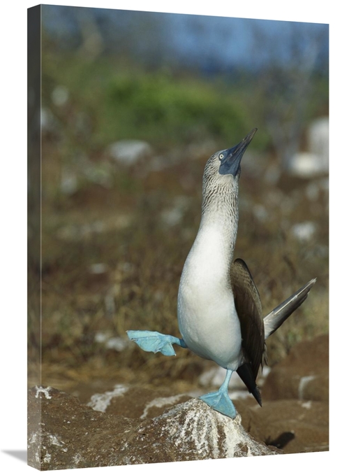 Global Gallery GCS-451190-2030-142 20 x 30 in. Blue-Footed Booby Danci