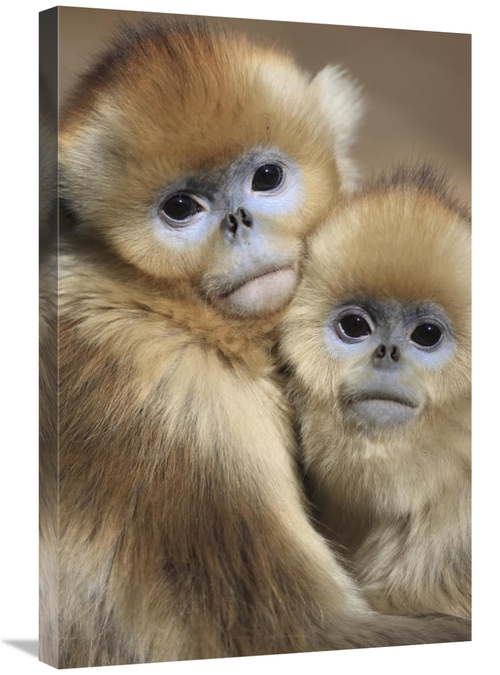 Global Gallery GCS-398120-2030-142 20 x 30 in. Golden Snub-Nosed Monke