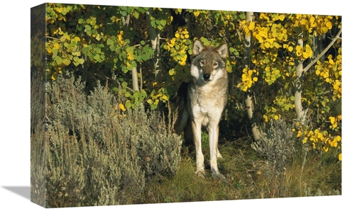 Global Gallery GCS-453314-1218-142 12 x 18 in. Timber Wolf Portrait Am