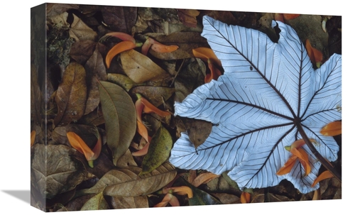 Global Gallery GCS-395776-1218-142 12 x 18 in. Cecropia Leaf Atop Lobs