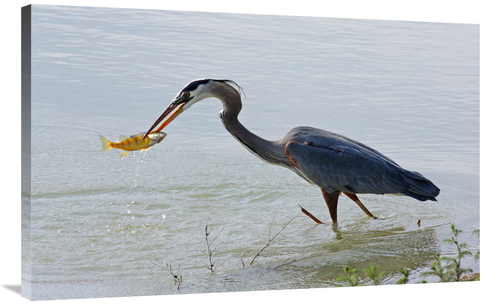 Global Gallery GCS-486416-40-142 40 in. Wading the Waters Art Print - 