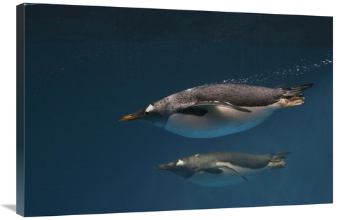 Global Gallery GCS-453582-2436-142 24 x 36 in. Gentoo Penguin Pair Swi