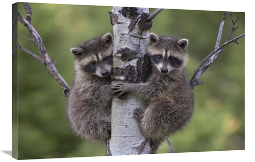 Global Gallery GCS-396250-2436-142 24 x 36 in. Raccoon Two Babies Clim