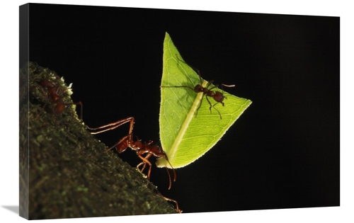 Global Gallery GCS-398099-2030-142 20 x 30 in. Leafcutter Ant Carrying