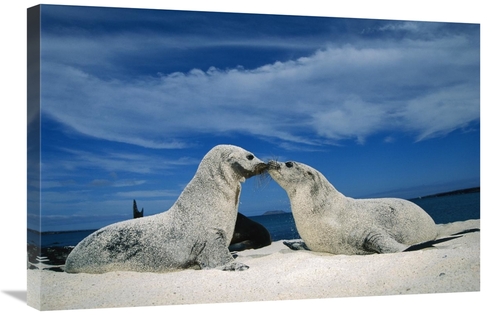 Global Gallery GCS-451159-2030-142 20 x 30 in. Galapagos Sea Lion Pups