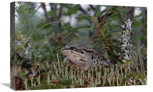 Global Gallery GCS-451907-1624-142 16 x 24 in. Wood Frog on Forest Flo