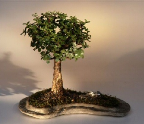 Baby Jade on Rock Slab Bonsai Tree(Portlacaria Afra)