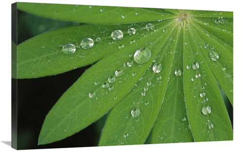 Global Gallery GCS-453607-2436-142 24 x 36 in. Water Droplets on Green