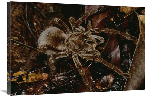 Global Gallery GCS-450798-2436-142 24 x 36 in. Tarantula Portrait,