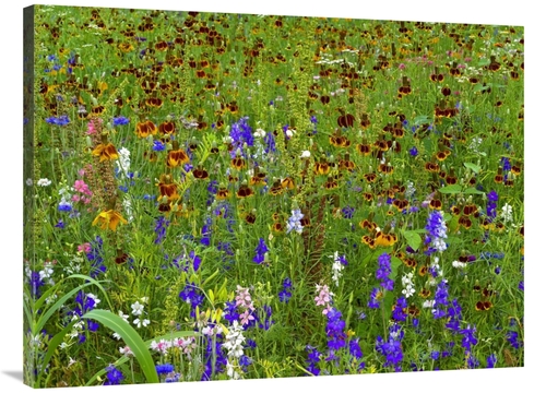 Global Gallery GCS-452170-3040-142 30 x 40 in. Delphinium & Mexican Ha