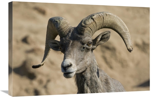 Global Gallery GCS-450911-2030-142 20 x 30 in. Bighorn Sheep Male,