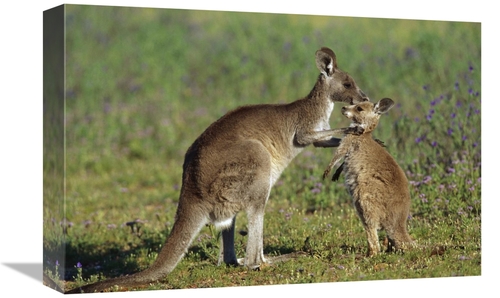 Global Gallery GCS-398088-1218-142 12 x 18 in. Eastern Grey Kangaroo M