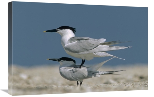 Global Gallery GCS-396202-2030-142 20 x 30 in. Sandwich Tern Couple Co