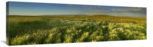 Global Gallery GCS-396421-44-142 44 in. Grasslands, Arapaho Nation