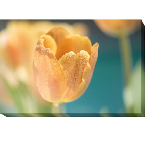 Artistic Home Gallery 2436Y493CG Delightful by Dina Marie Premium Gall