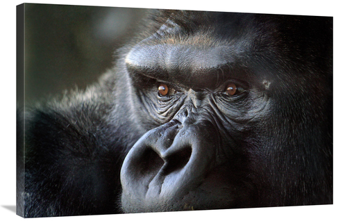 Global Gallery GCS-486395-36-142 36 in. Gorilla Eyes Art Print - Vic S