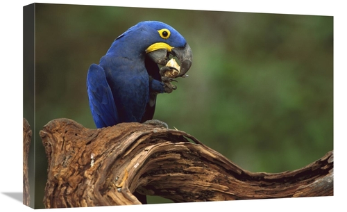 Global Gallery GCS-453120-1624-142 16 x 24 in. Hyacinth Macaw Eating P