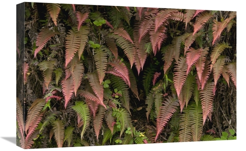 Global Gallery GCS-395562-1624-142 16 x 24 in. Young Ferns in Temperat