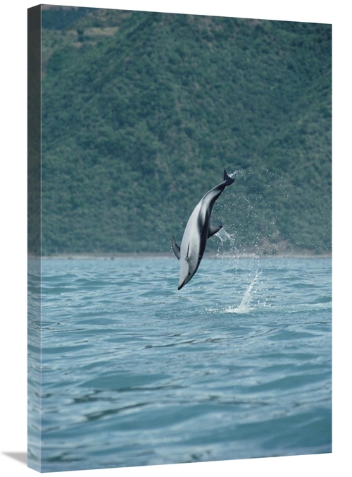 Global Gallery GCS-450680-2030-142 20 x 30 in. Dusky Dolphin Jumping&#