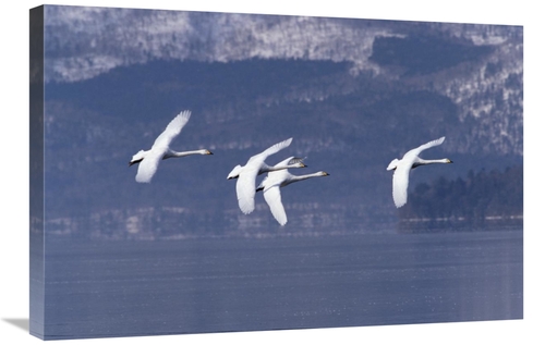 Global Gallery GCS-452291-2030-142 20 x 30 in. Whooper Swan Group Flyi