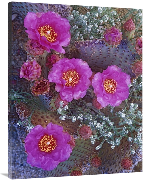 Global Gallery GCS-452217-3040-142 30 x 40 in. Beavertail Cactus Flowe