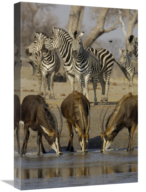 Global Gallery GCS-453264-1624-142 16 x 24 in. Sable Antelope At Water