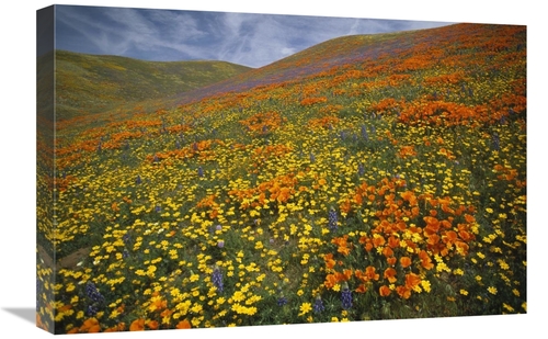 Global Gallery GCS-396992-1624-142 16 x 24 in. Hills Covered with Cali