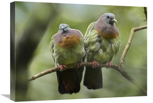 Global Gallery GCS-396500-1824-142 18 x 24 in. Pink-Necked Green-Pigeo