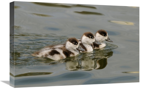 Global Gallery GCS-398177-1624-142 16 x 24 in. Common Shelduck Three D