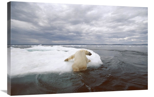 Global Gallery GCS-397846-2436-142 24 x 36 in. Polar Bear Hauling Out 